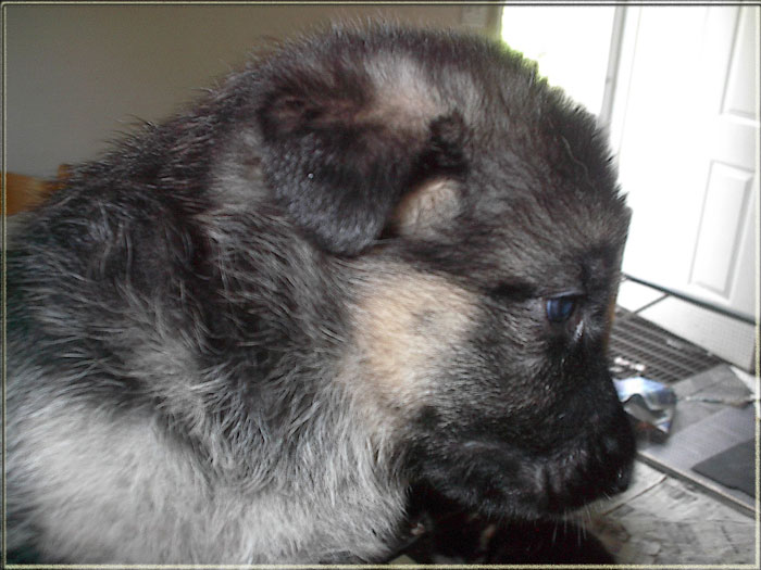 German_Shepherd_puppies_for_sale